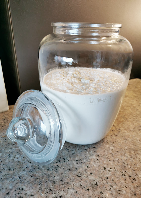 Fermentador kefir de leche